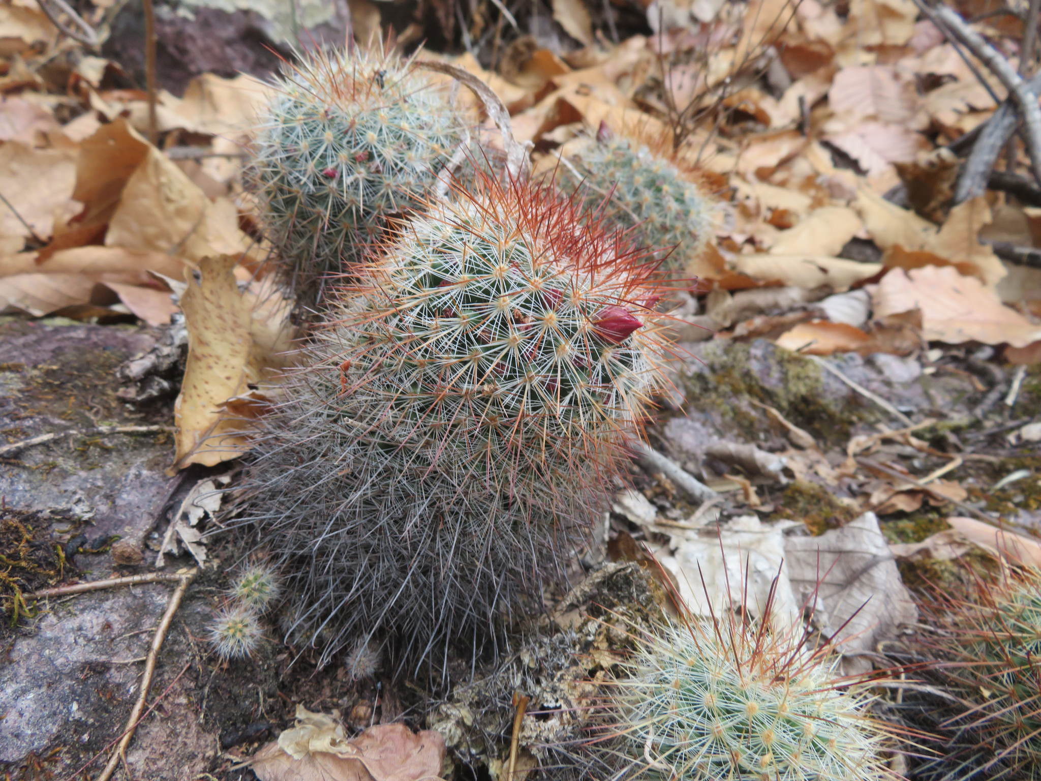Mammillaria nunezii ssp. nunezii